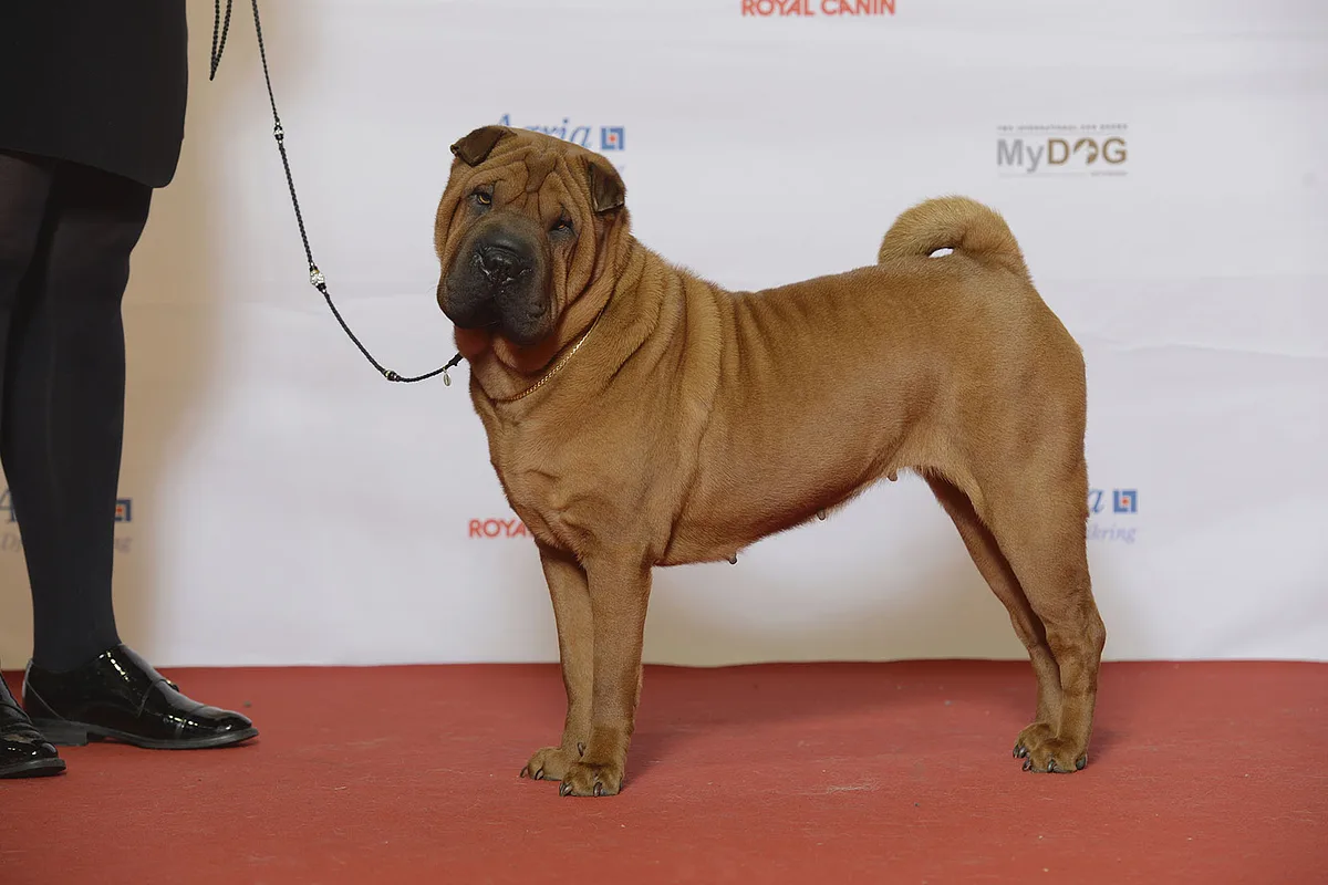 Chinese Shar-Pei