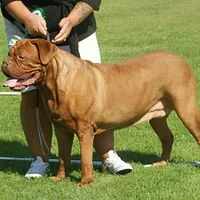 Dogue de Bordeaux, picture 8 of 9