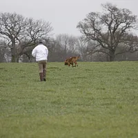 Bloodhound