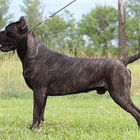 Cane Corso, picture 6 of 10