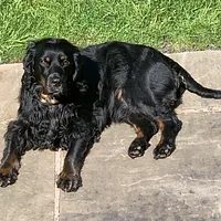 Cocker Spaniel, picture 8 of 9