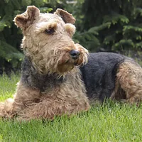 Welsh Terrier, picture 1 of 10