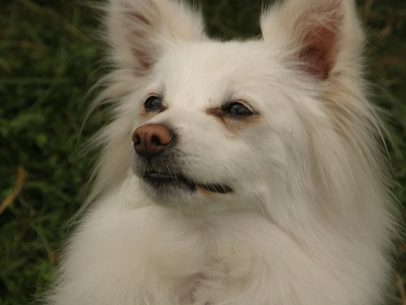 Volpino Italiano dog, photographed by Ra Boe