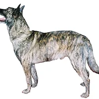 Dutch Shepherd, picture 3 of 9