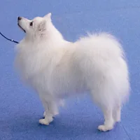 German Spitz