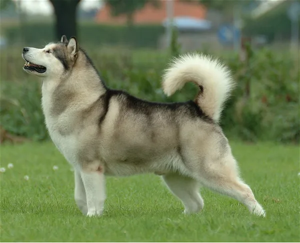 A Alaskan Malamute