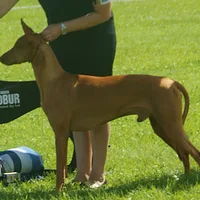 Pharaoh Hound, picture 7 of 8