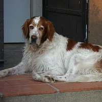 A Irish Red and White Setter dog