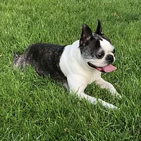 Boston Terrier, picture 5 of 9