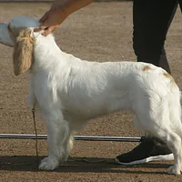 Clumber Spaniel