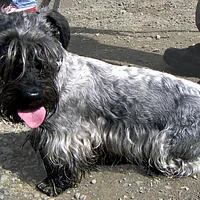 Cesky Terrier