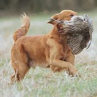 Golden Retriever, picture 4 of 9