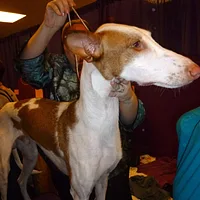 Ibizan Hound