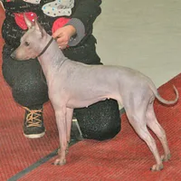 American Hairless Terrier