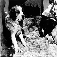 Saint Bernard, picture 9 of 9