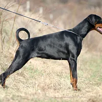 Doberman Pinscher, picture 2 of 6