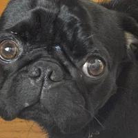 Pug, picture 5 of 8