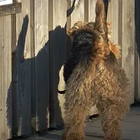 Welsh Terrier
