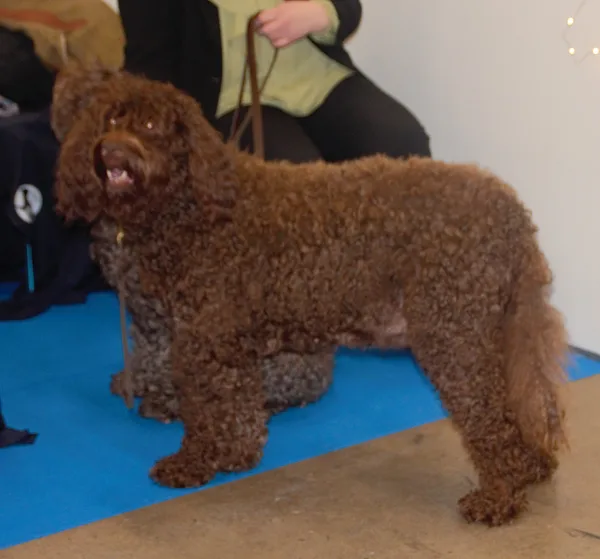 Barbet