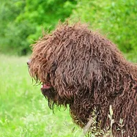 Barbet, picture 4 of 8