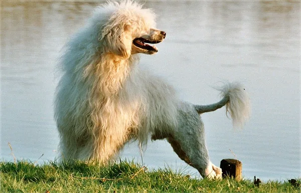 A Portuguese Water Dog