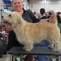 Glen of Imaal Terrier