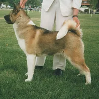 Akita, picture 7 of 10