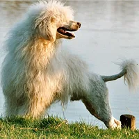 A Portuguese Water Dog dog