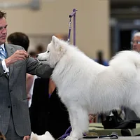 Samoyed, picture 6 of 7