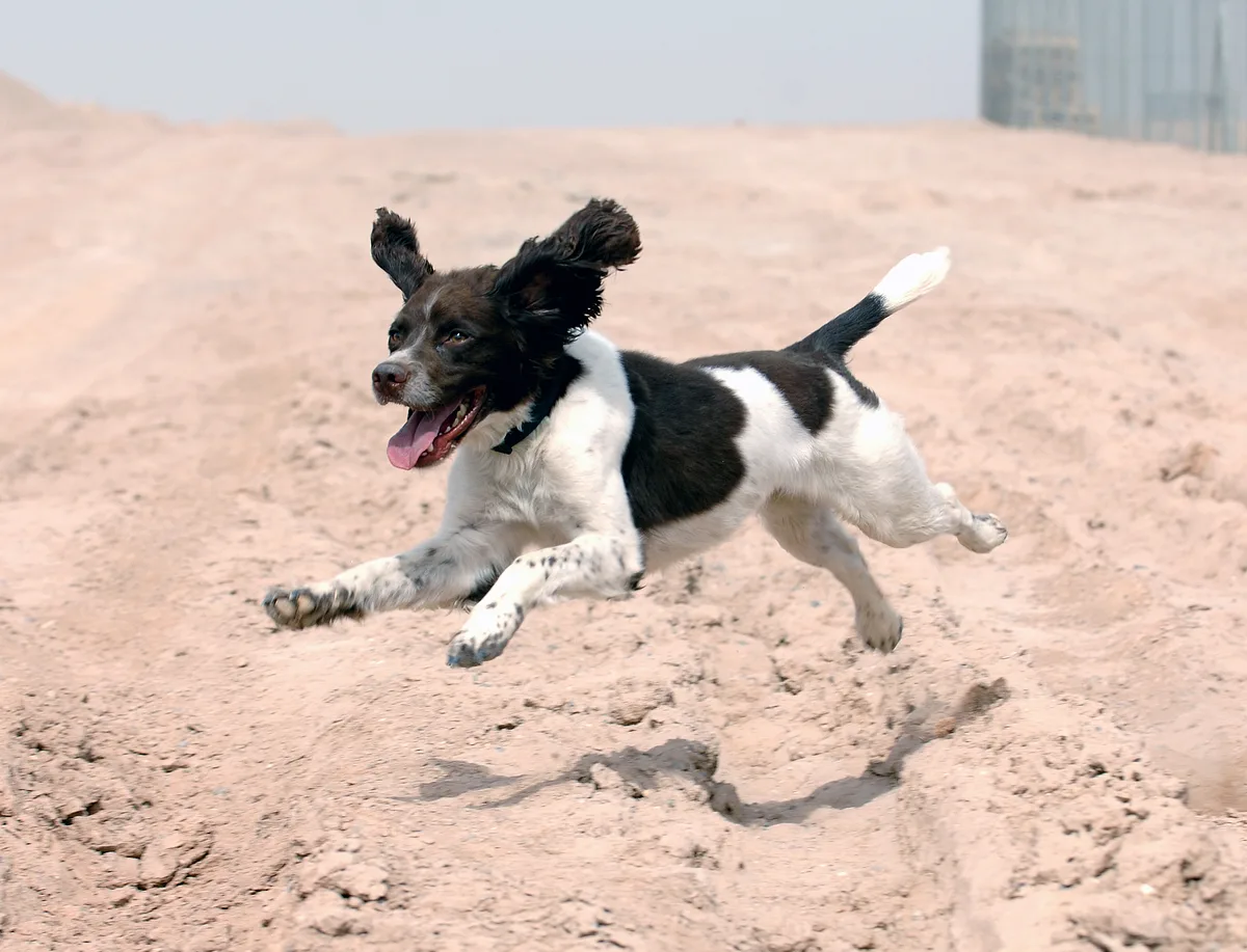 English Springer Spaniel