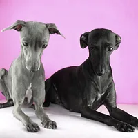 Italian Greyhound