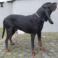 Black and Tan Coonhound, picture 2 of 7