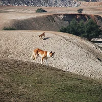 Canaan Dog