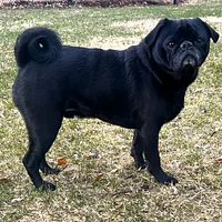 Pug, picture 1 of 8