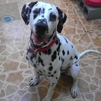 Dalmatian