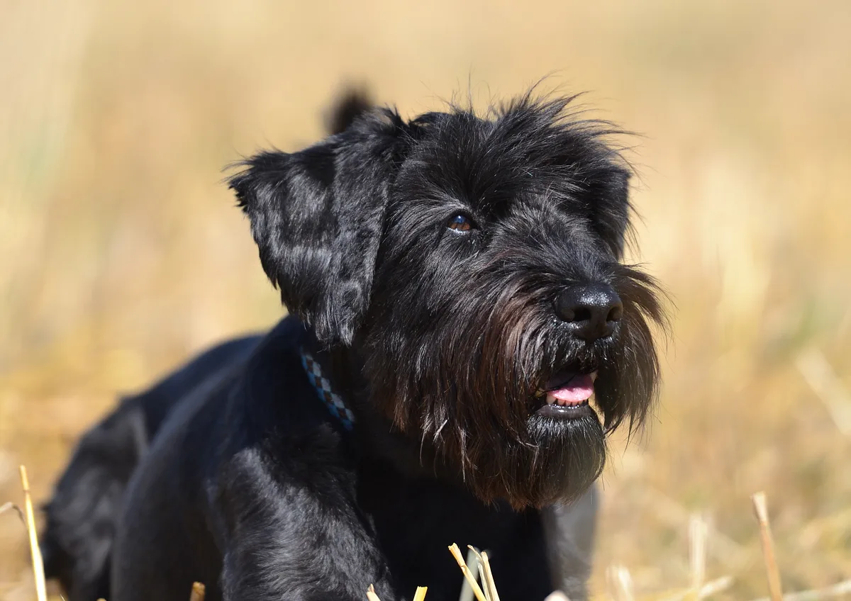 Standard Schnauzer dog, photographed by PaulasBunt