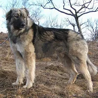 Romanian Carpathian Shepherd, picture 2 of 10