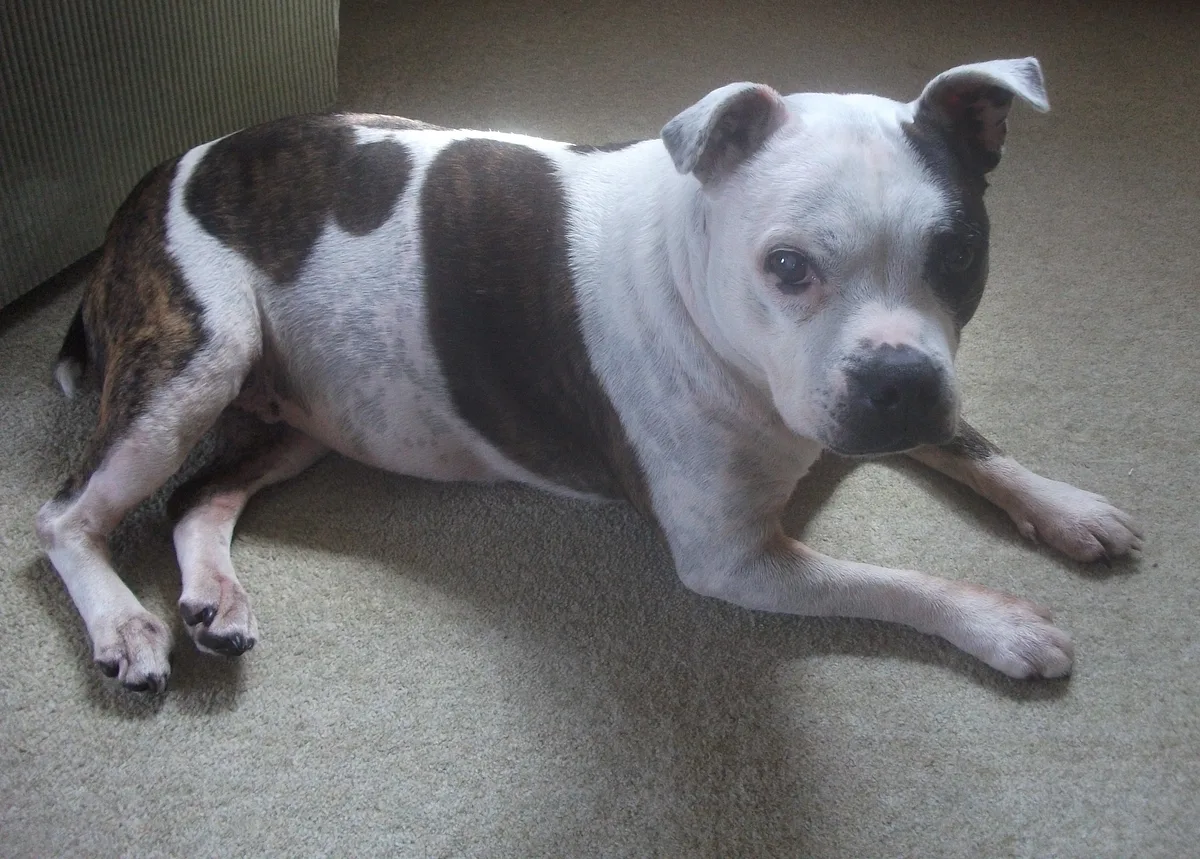 Staffordshire Bull Terrier dog, photographed by Serial Number 54129