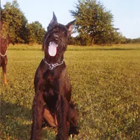 Giant Schnauzer, picture 3 of 8