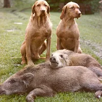 Wirehaired Vizsla, picture 9 of 10