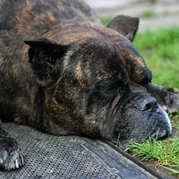 Cane Corso