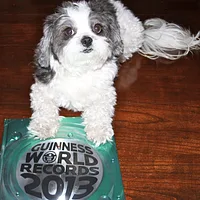 Coton de Tulear