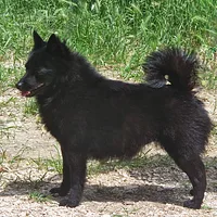 Schipperke, picture 2 of 8