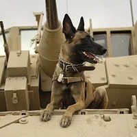 Belgian Sheepdog, picture 2 of 5