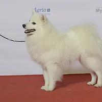 Japanese Spitz, picture 4 of 9