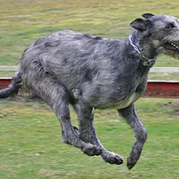 Irish Wolfhound, picture 3 of 7