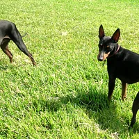 Manchester Terrier (Standard), picture 10 of 10