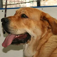 Spanish Mastiff