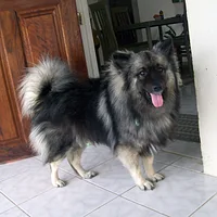 Keeshond, picture 3 of 10