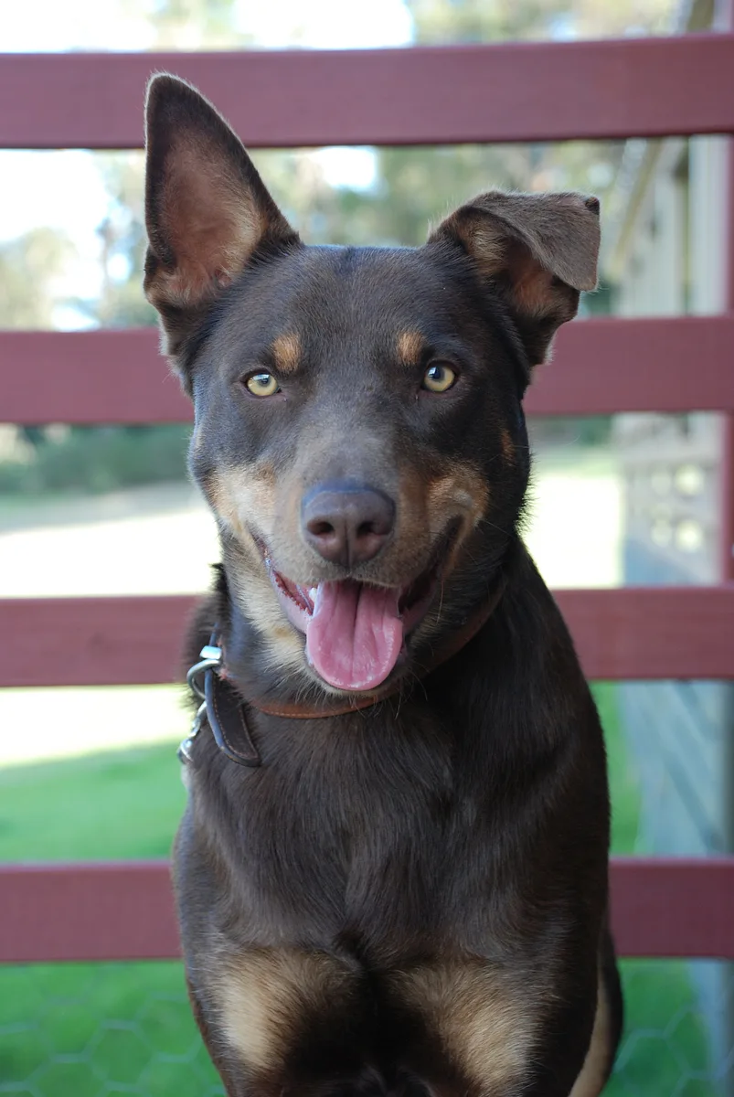 Australian Kelpie dog, photographed by davepaku